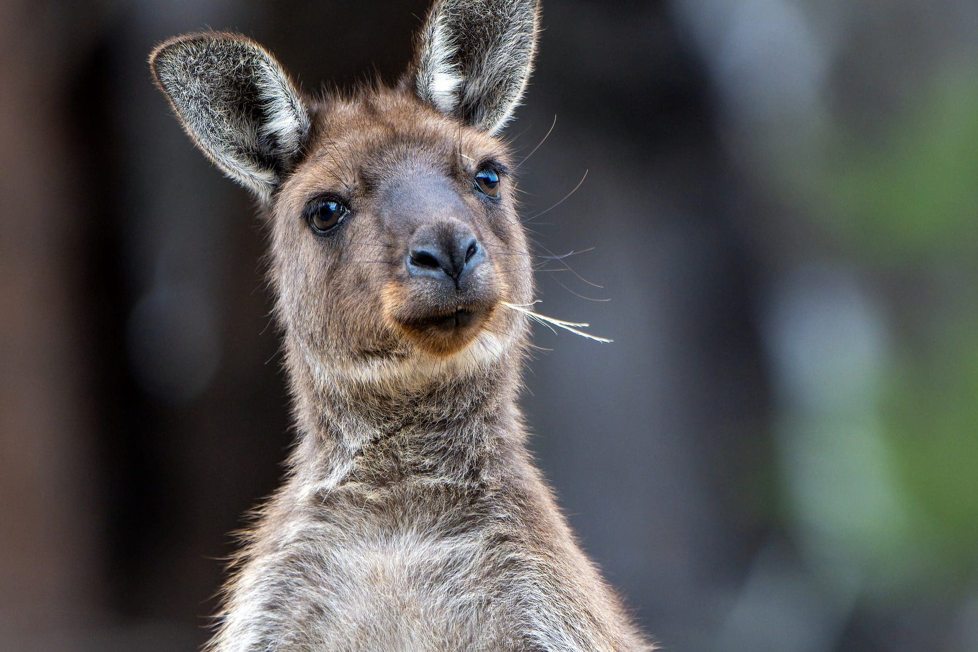Kangaroo at Melbourne Zoo