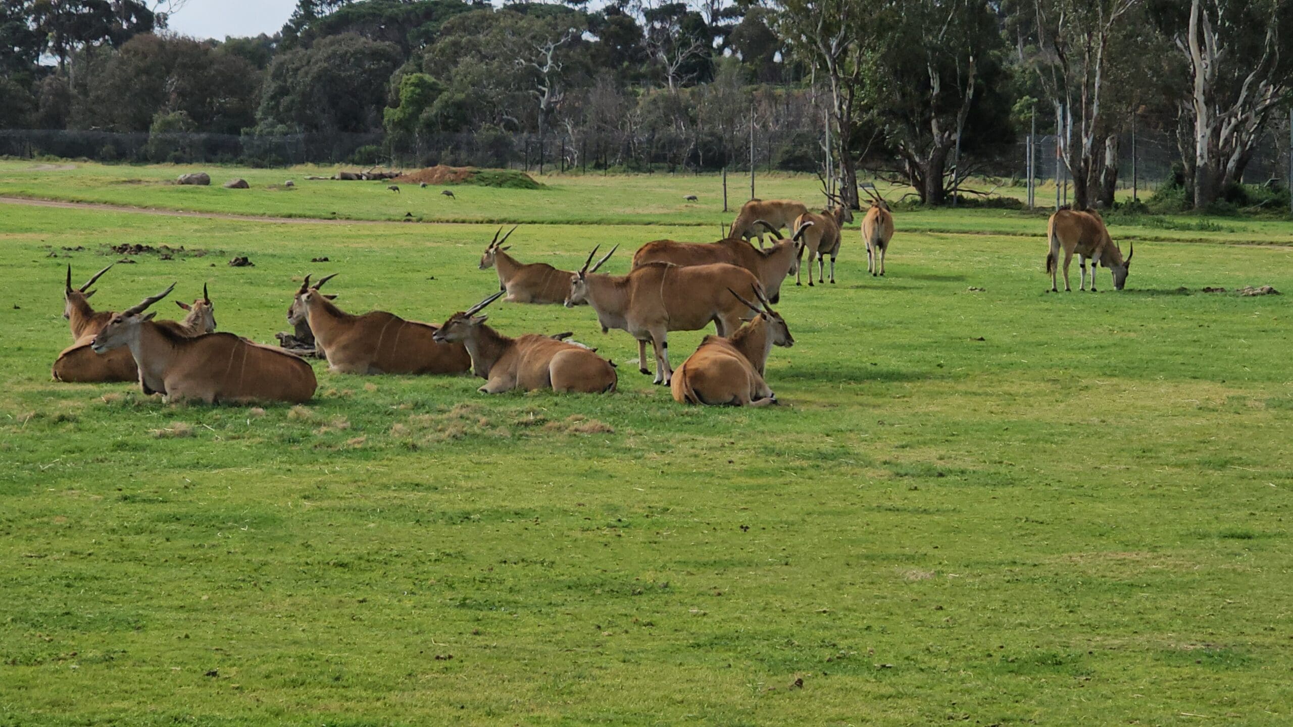 Werribee park Zoo